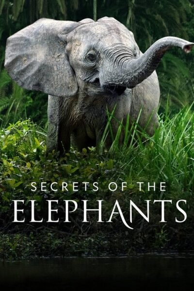 Secrets of the Elephants 2023 (2023)