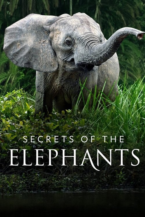 Secrets of the Elephants 2023 (2023)
